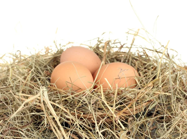 クローズ アップ ホワイト バック グラウンドの干し草の巣で茶色の卵 — ストック写真