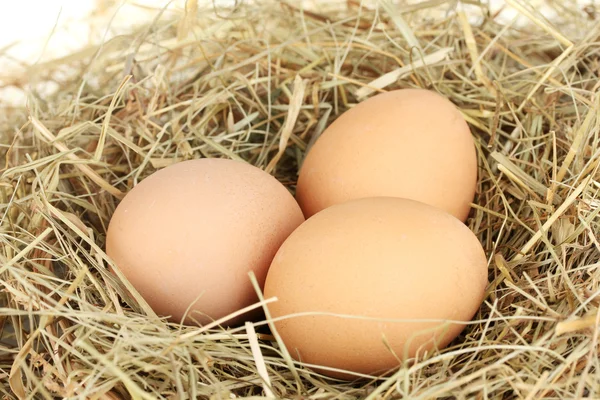 Καφετιά αυγά σε φωλιά από σανό σε λευκό φόντο κοντινό πλάνο — Φωτογραφία Αρχείου