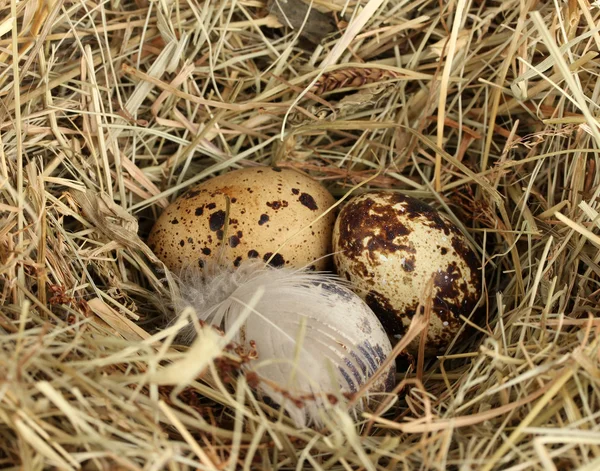 Uova di quaglia in un nido di fieno primo piano — Foto Stock