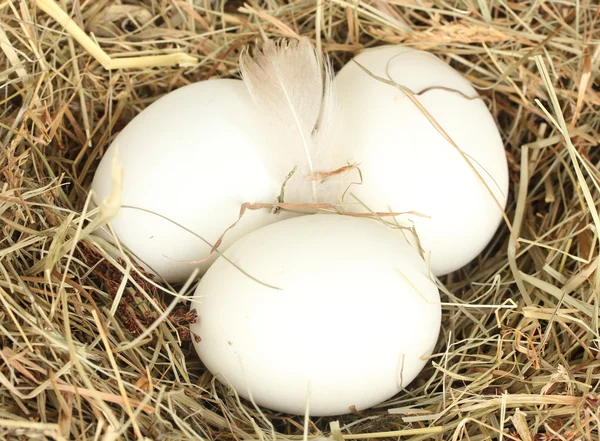 Weiße Eier in einem Nest aus Heu in Großaufnahme — Stockfoto