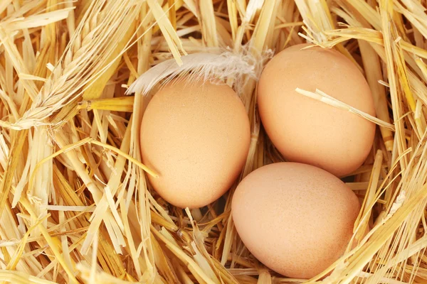 Huevos marrones en un nido de paja de cerca — Foto de Stock