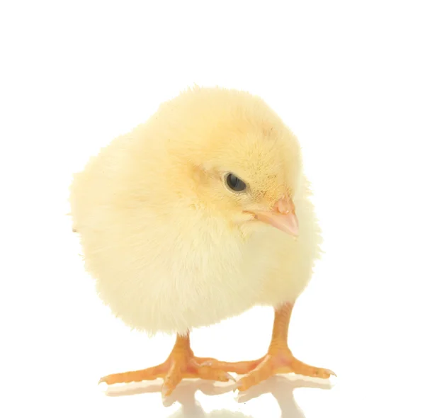 Szép kis csirke elszigetelt fehér — Stock Fotó