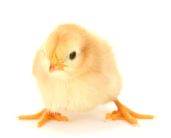 Hermoso poco pollo aislado en el blanco —  Fotos de Stock