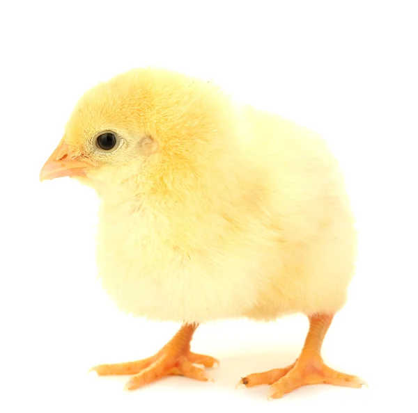 Güzel küçük tavuk üzerinde beyaz izole — Stockfoto