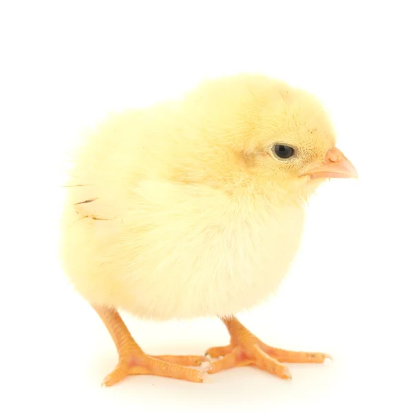 Szép kis csirke elszigetelt fehér — Stock Fotó
