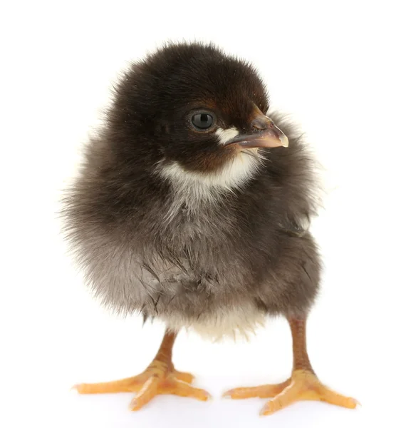 Bellissimo piccolo pollo nero isolato sul bianco — Foto Stock