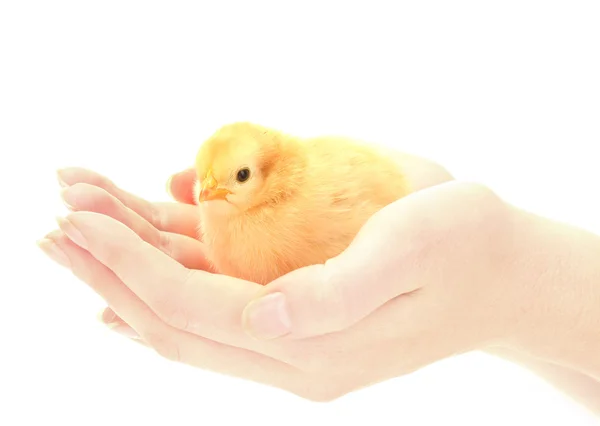 美しい小さな鶏、白で隔離される手に — ストック写真