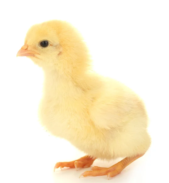 Krásné malé kuře izolovaných na bílém — Stock fotografie