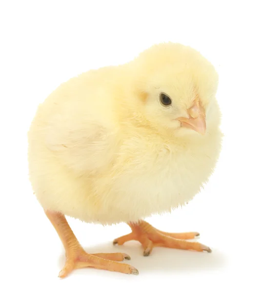 Vackra lilla kycklingen isolerat på vita — Stockfoto