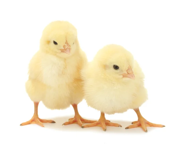 Zwei kleine gelbe Hühner isoliert auf dem weißen — Stockfoto