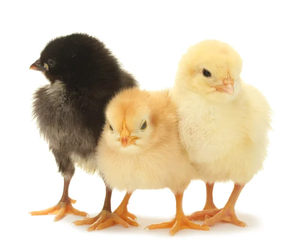 Drei kleine Hühner isoliert auf dem weißen — Stockfoto