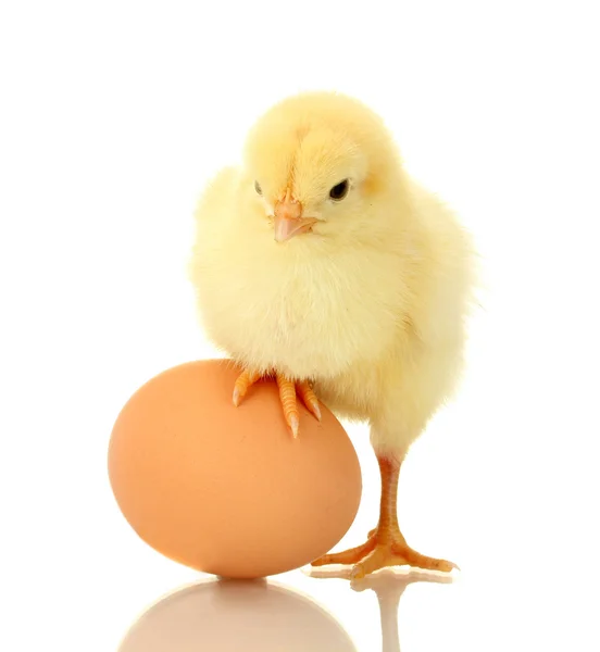 Frango pequeno bonito e ovo isolado no branco — Fotografia de Stock