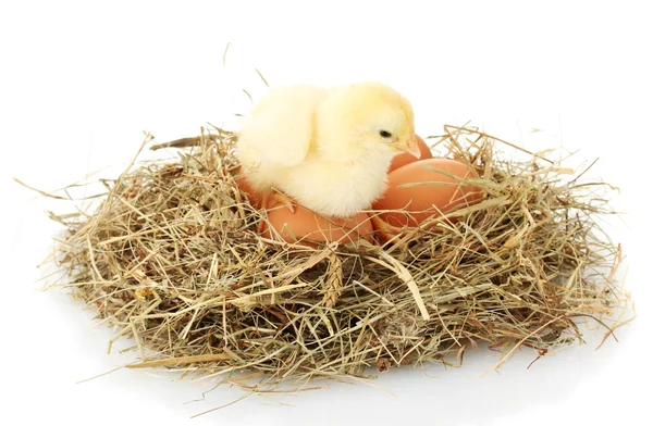 stock image Beautiful little chicken and eggs in nest, isolated on the white