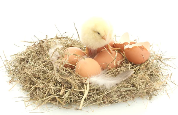 Krásné malé kuře, vejce a vaječné skořápky v hnízdě, izolované na bílém — Stock fotografie