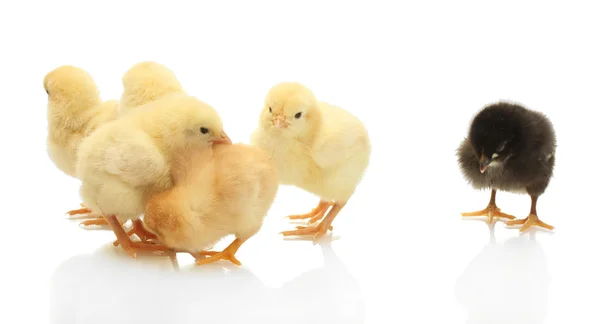 黄色と黒の小さな鶏、白で隔離されます。 — ストック写真
