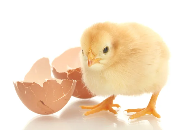 Vackra lilla kyckling och äggskal isolerat på vita — Stockfoto
