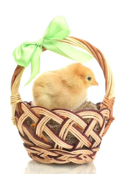 Hermoso pollito en cesta aislado en el blanco —  Fotos de Stock