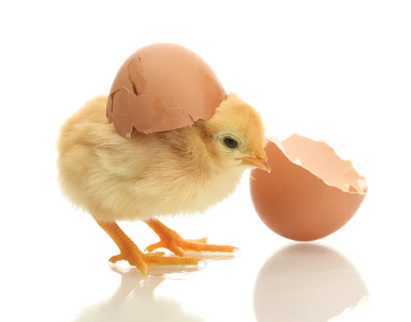 Hermoso poco de pollo y cáscara de huevo aislado en el blanco — Foto de Stock