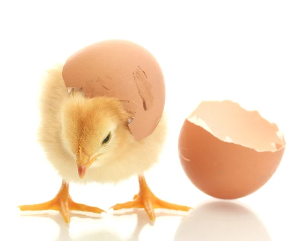 Hermoso poco de pollo y cáscara de huevo aislado en el blanco —  Fotos de Stock