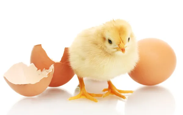 Красива маленька курка, яйце та яєчна шкаралупа ізольовані на білому — стокове фото