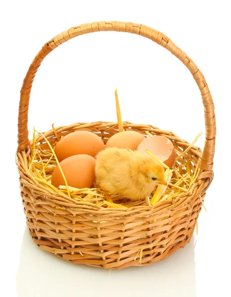 Frango pequeno bonito, casca de ovo e ovos em cesta isolada no branco — Fotografia de Stock