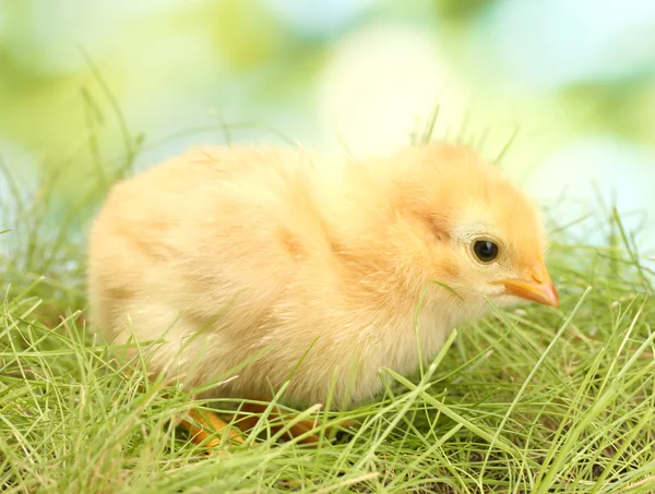 Beau petit poulet sur herbe verte dans le jardin — Photo