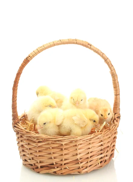 Krásné malé kuřata v košíku izolovaných na bílém — Stock fotografie