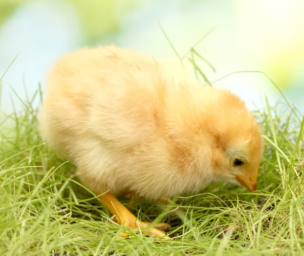 Vackra lilla kycklingen på grönt gräs i trädgården — Stockfoto