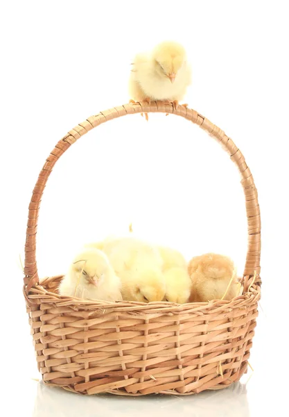 Vacker lite kycklingar i korg isolerat på vita — Stockfoto