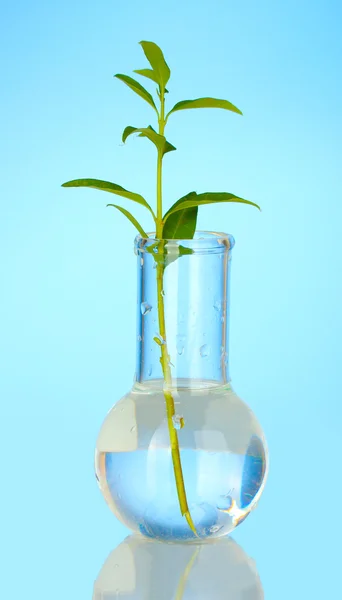 Пробирка с прозрачным раствором и растение на синем фоне крупным планом — стоковое фото