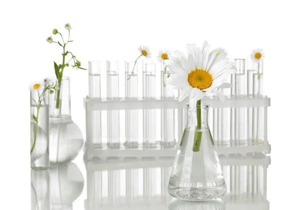 Reagenzgläser mit transparenter Lösung und die Pflanze isoliert auf weißem Hintergrund Nahaufnahme — Stockfoto