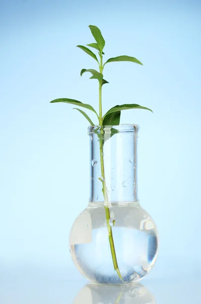 Tubo de ensaio com uma solução transparente e a planta em fundo azul close-up — Fotografia de Stock