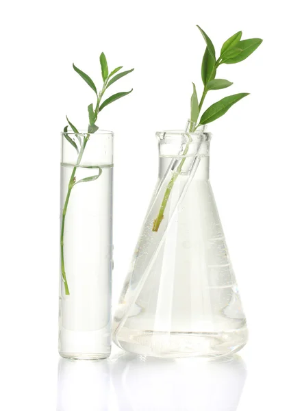 Reagenzgläser mit transparenter Lösung und die Pflanze isoliert auf weißem Hintergrund Nahaufnahme — Stockfoto