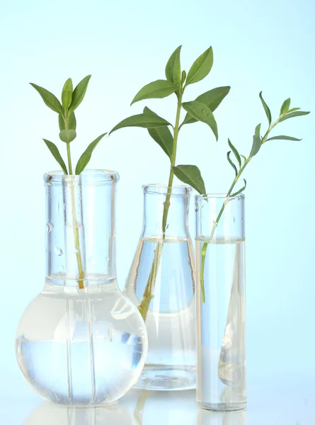 Tubos de ensayo con una solución transparente y la planta sobre fondo azul — Foto de Stock
