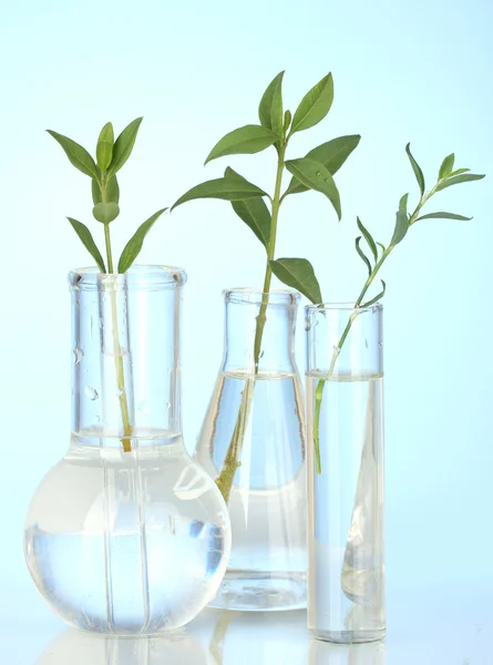 Test-tubes with a transparent solution and the plant on blue background close-up — Stock Photo, Image