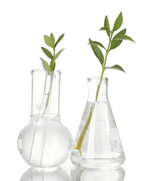 Tubos de ensayo con una solución transparente y la planta aislada sobre fondo blanco —  Fotos de Stock