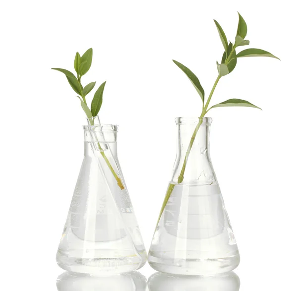 Test-tubes with a transparent solution and the plant isolated on white background close-up — Stock Photo, Image