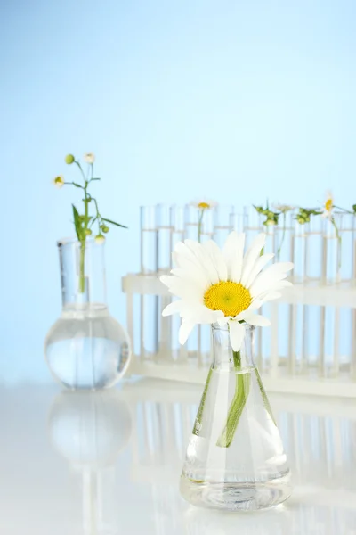 Test-buizen met een transparante oplossing en de plant op blauwe achtergrond close-up — Stockfoto
