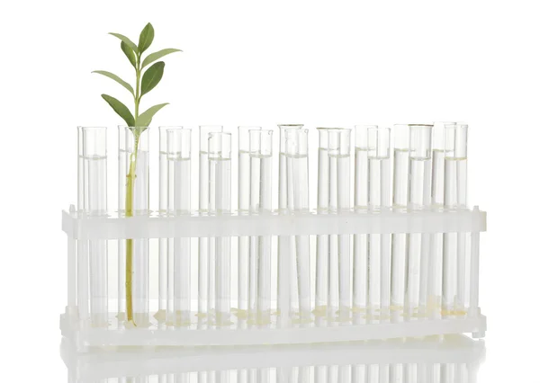 Tubes à essai avec une solution transparente et la plante isolée sur fond blanc gros plan — Photo