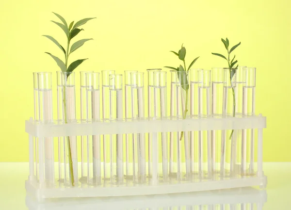 Пробирки с прозрачным раствором и растение на жёлтом фоне крупным планом — стоковое фото