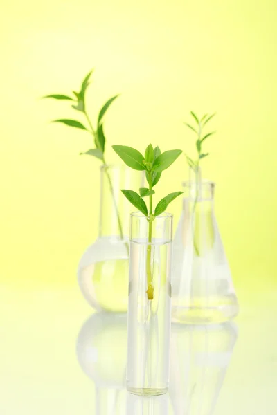 Reagenzgläser mit transparenter Lösung und die Pflanze auf gelbem Hintergrund in Großaufnahme — Stockfoto