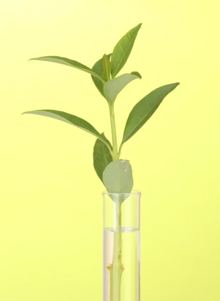Reagenzglas mit transparenter Lösung und der Pflanze auf gelbem Hintergrund in Großaufnahme — Stockfoto