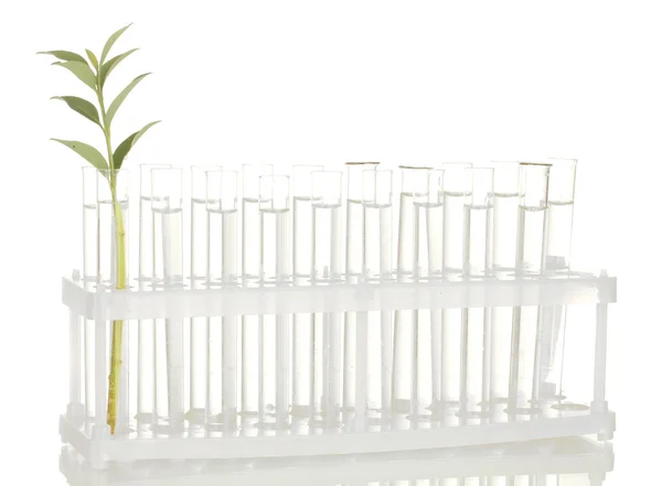 Пробірки з прозорим розчином і рослина ізольована на білому тлі крупним планом — стокове фото