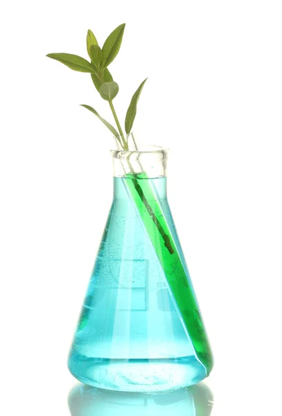 Tubos de ensayo con una solución colorida y una planta aislada en primer plano blanco — Foto de Stock