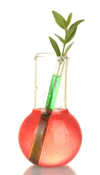 Test tüpleri ile renkli çözüm ve beyaz yakın çekim izole bitki — Stok fotoğraf