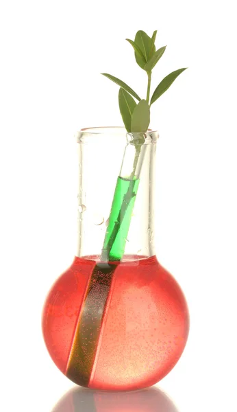 Reagenzgläser mit bunter Lösung und Pflanzen isoliert auf weißer Nahaufnahme — Stockfoto