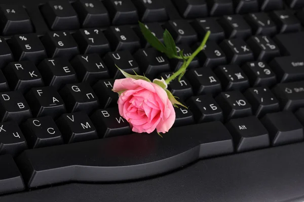 Rosa rosa en el teclado de primer plano de comunicación por Internet —  Fotos de Stock