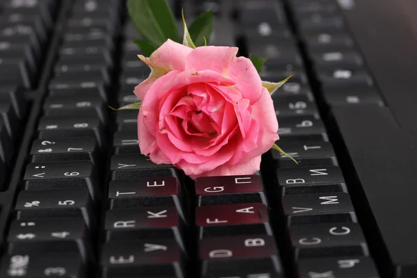 Pink rose op toetsenbord close-up internetcommunicatie — Stockfoto