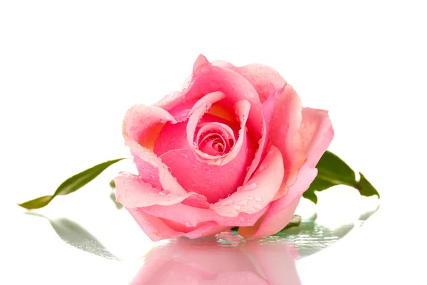 Pink rose isolated on white Royalty Free Stock Photos