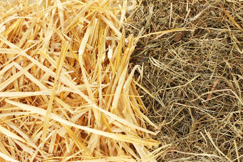 Golden Yellow Hay Straw As Textured Background Stock Photo